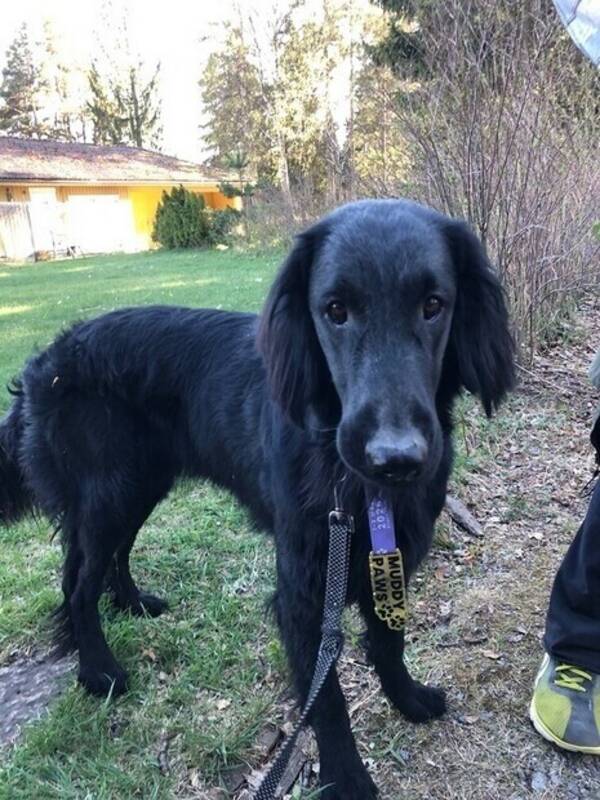 Hund - Snäll Flatcoated retriever 