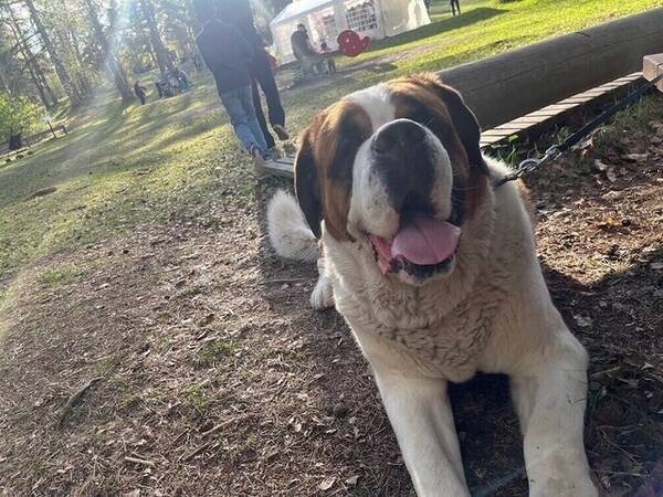 Hund - Sanktbernhard 