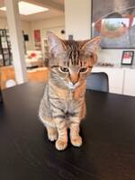Greta