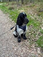 Cocker spaniel Aston