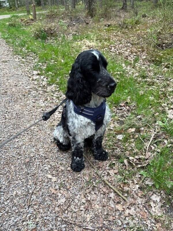 Hund - Cocker spaniel Aston
