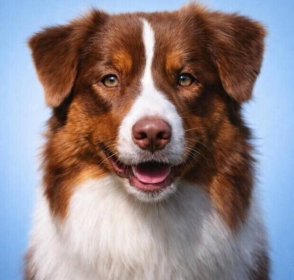 Hund - 