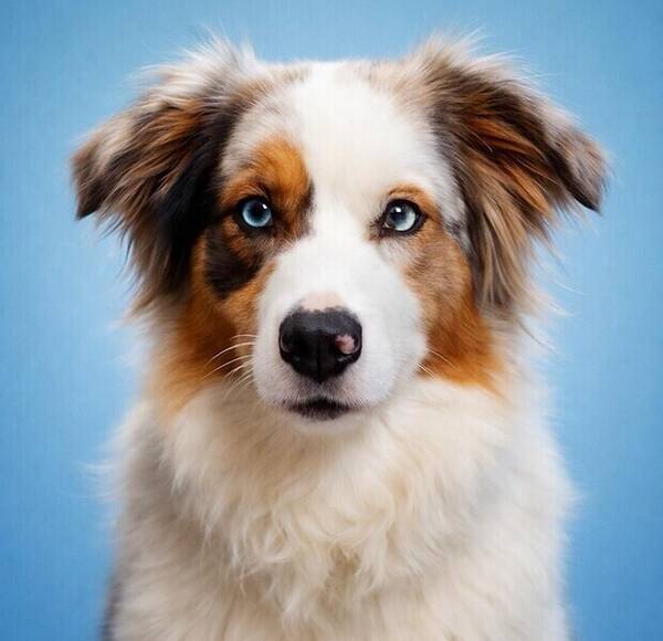 Hund - 
