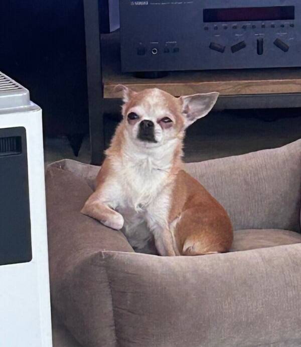 Hund - «Mini»