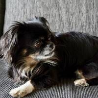 söt Chihuahua