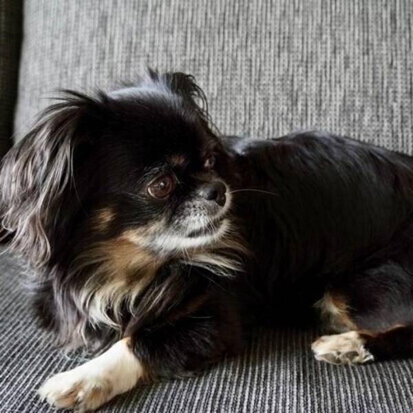 Hund - söt Chihuahua