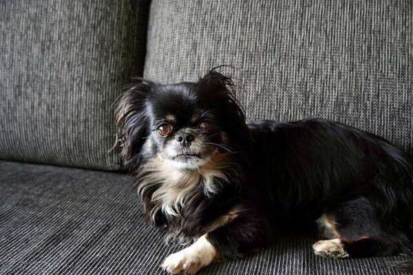 Hund - söt Chihuahua