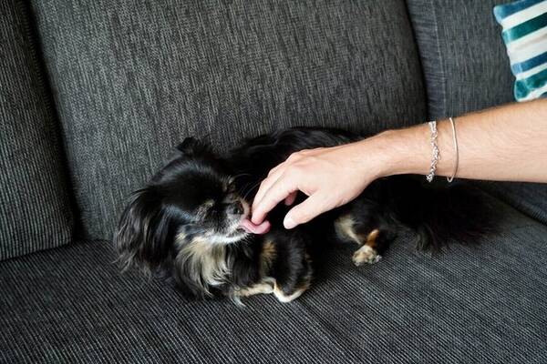 Hund - söt Chihuahua