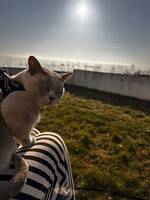 Burmakatt