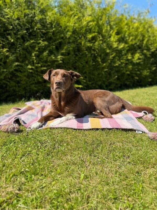 Hund - Blandrasen Loke