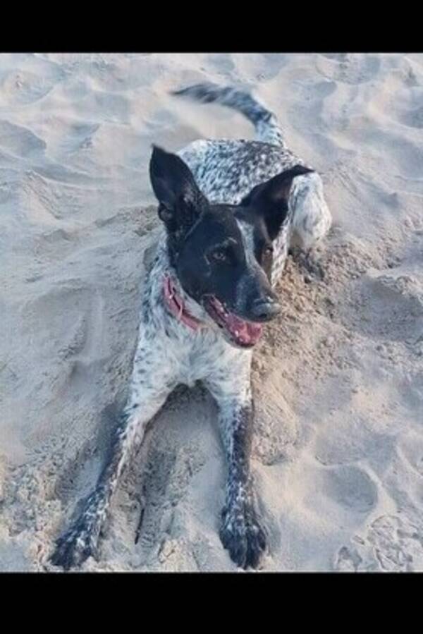 Hund - Vorstehhund