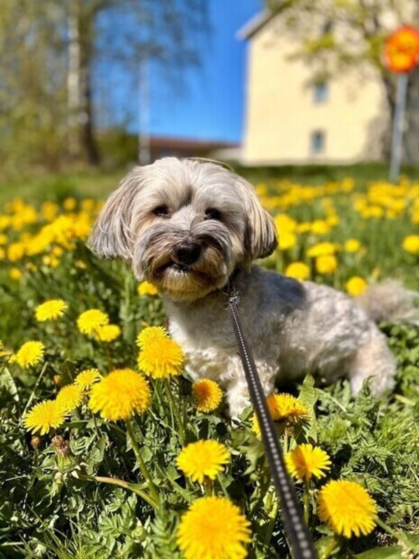 Hund - Bichon Havanis