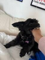 Pappipoo Doris