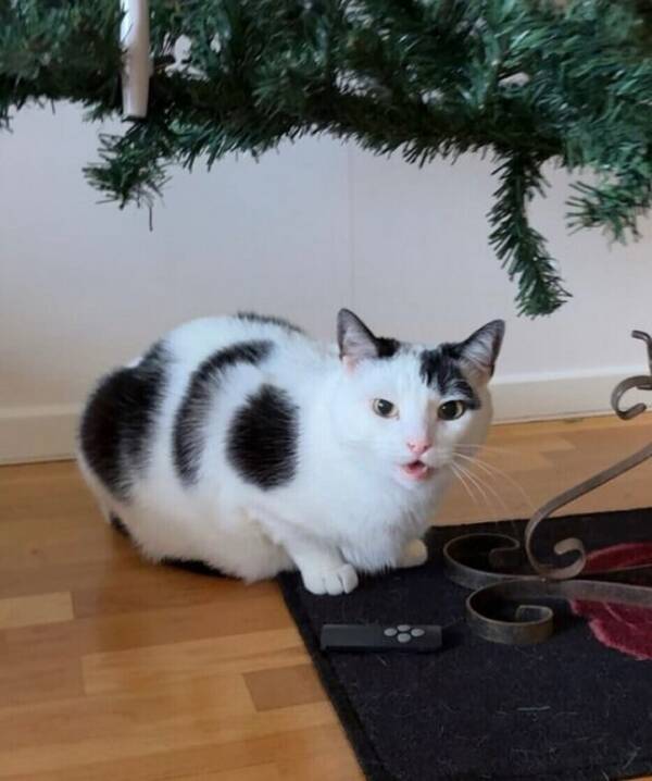 Katt - Bondkatt Yatzy