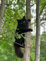 Katten Sune
