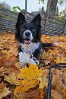Hunden Lyra