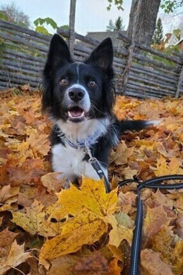 Hund - Hunden Lyra