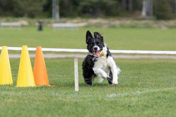 Hund - Hunden Lyra