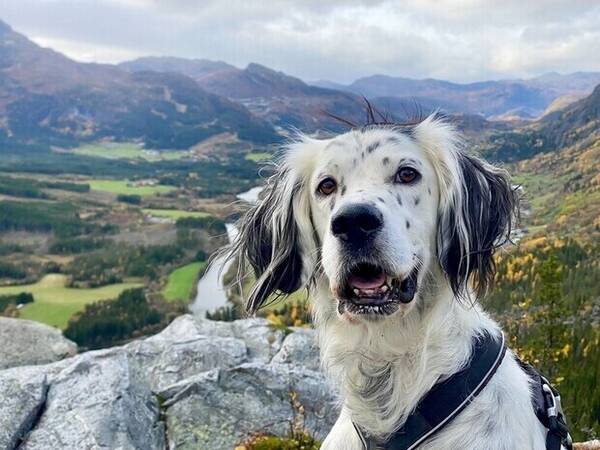 Hund - Engesk setter-