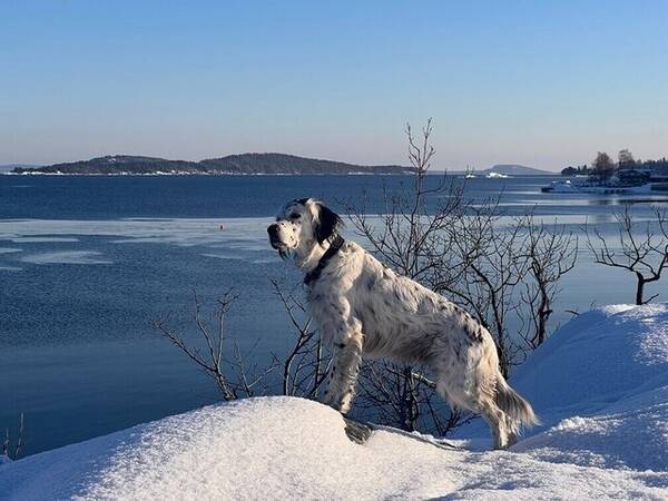 Hund - Engesk setter-