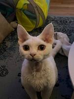 Devon rex