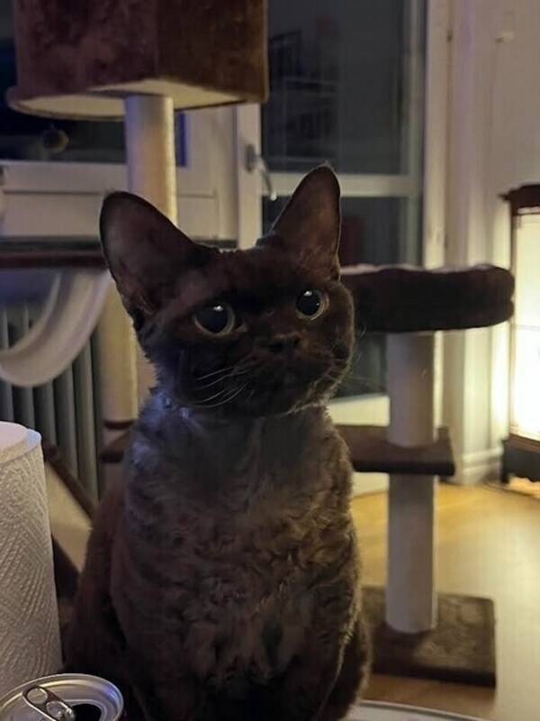 Katt - Devon rex