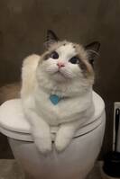 Ragdoll Ari