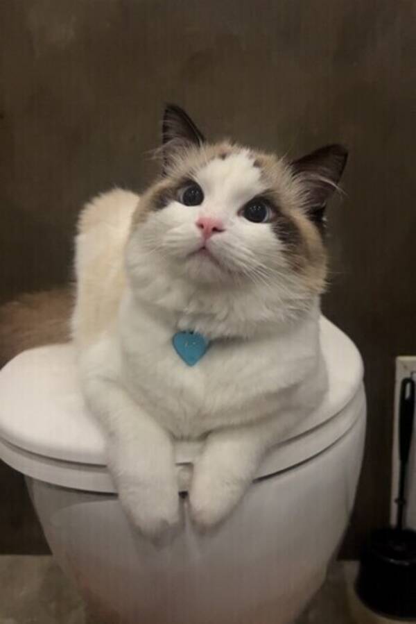 Katt - Ragdoll Ari
