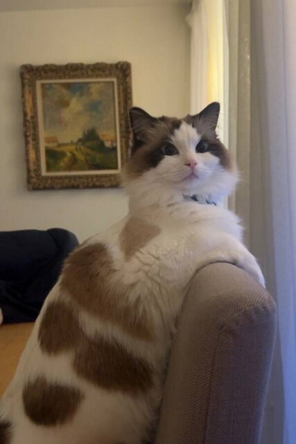 Katt - Ragdoll Ari