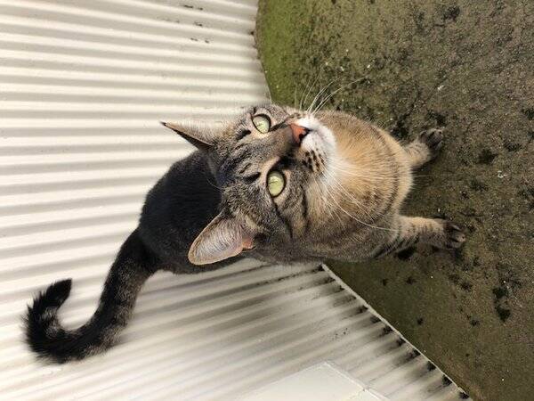 Katt