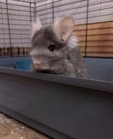  Angora Chinchilla