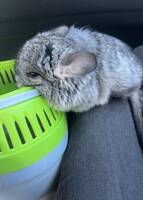 Angora chinchilla