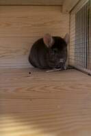 Chinchilla