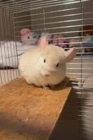 Chinchilla