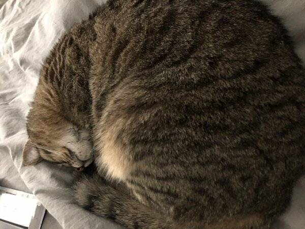 Katt