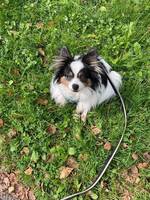 Papillon