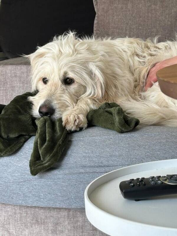 Hund - Goldendoodel Balin