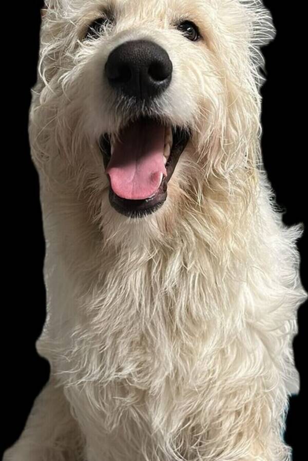 Hund - Goldendoodel Balin
