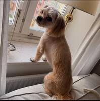 Lhasa Apso