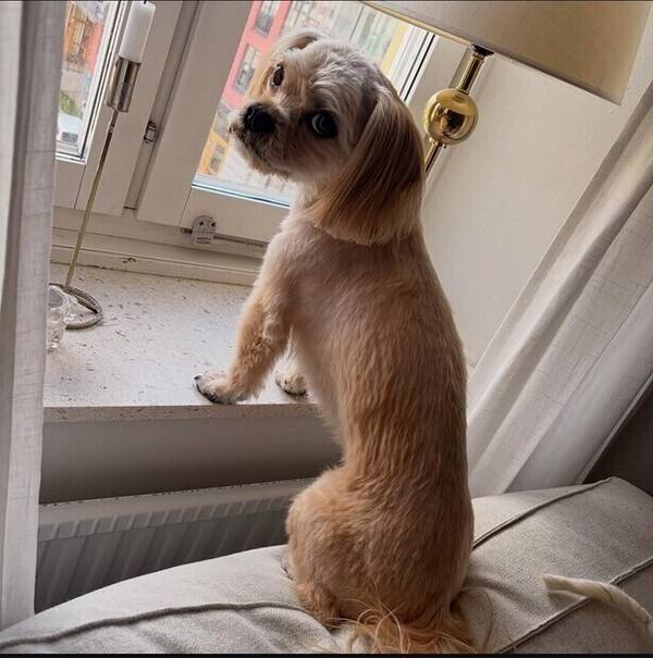 Hund - Lhasa Apso