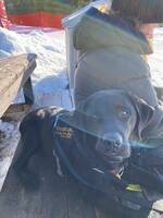 Labrador Milo