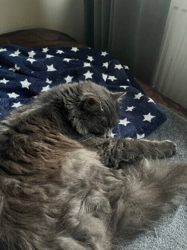 Katt - Katten Leo