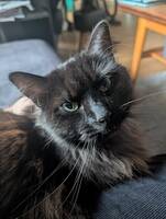 Millie