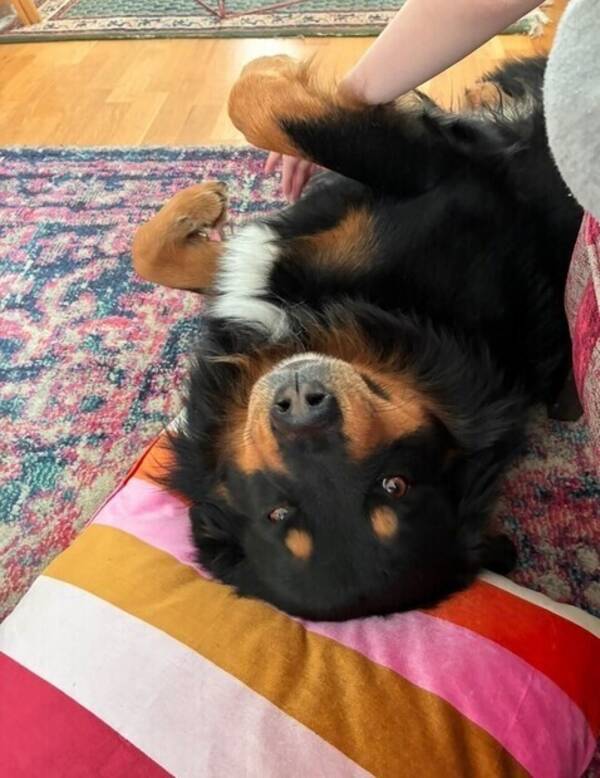 Hund - Ludde, blandras 