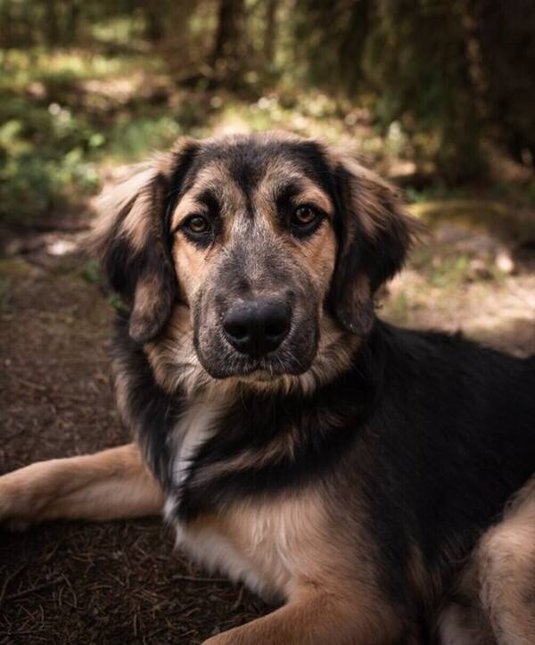 Hund - Två finnspetsar + en blandras