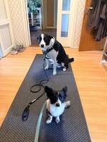Bland ras Border collie