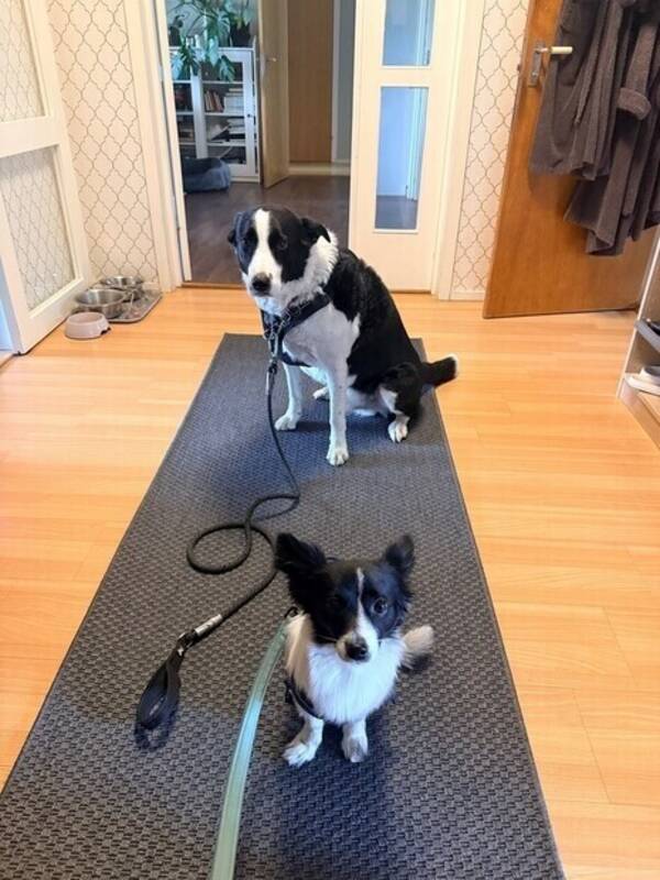 Hund - Bland ras Border collie