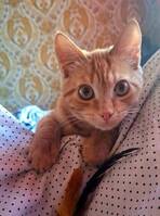 Kosmo 
