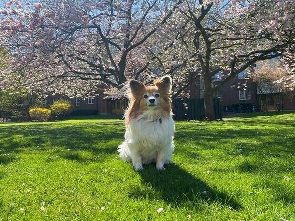 Hund - Papillonen Figge Filur
