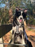 Bordercollie Bilbo
